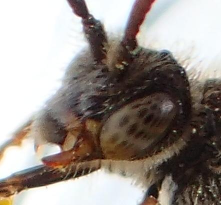 Réf. 180 742 : Nomada flavoguttata